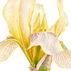 Iris Florentina