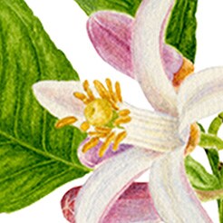 Neroli
