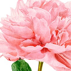 Pivoine
