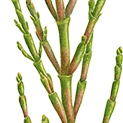 Salicorne
