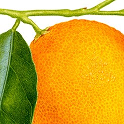 Tangerine