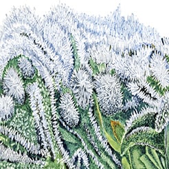 Algues d'eau gelée