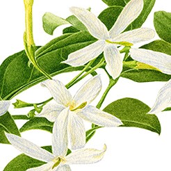 Jasmine