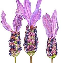 Lavande papillon de France